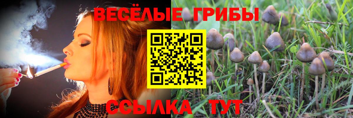 Кызыл  Псилоцибиновые грибы Cubensis  Вход с VPN  Псилоцибиновые грибы Psilocybine cubensis 